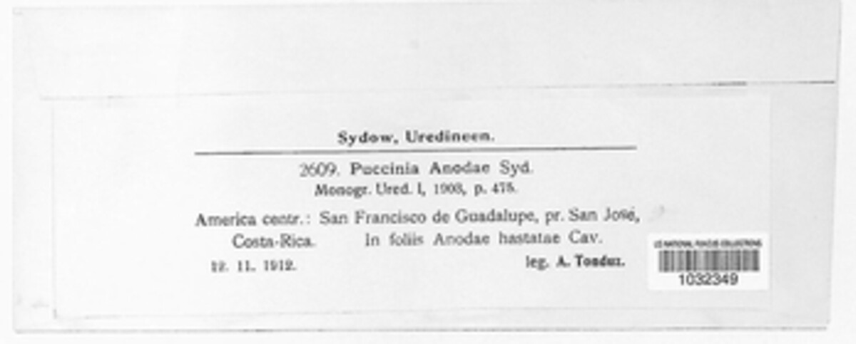Puccinia anodae image
